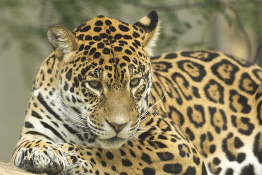 Portrait of jaguar lying on a tree trunk