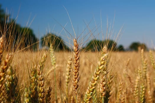Detailed view of the field ripening grain.
