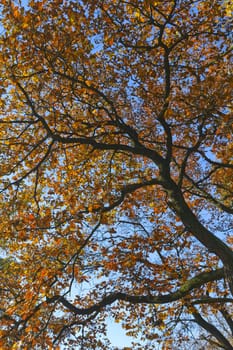 bright autumn leaves, blue sky in the background