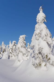 Winter view of snow covered mountain and trees with blue sky in the background (Mountains Jeseniky, Czech Republic)