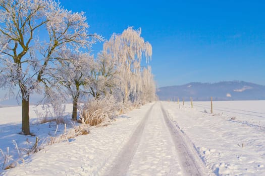 Countryside road through winter field  surrounded by snowy trees. Horizontally. (Czech Republic)