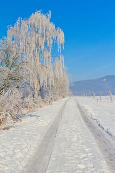 Countryside road through winter field  surrounded by snowy trees. Vertically. (Czech Republic)