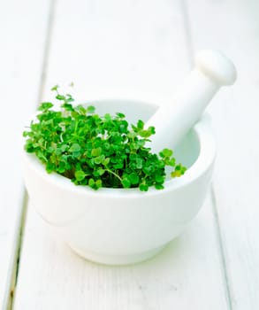 Garden cress in a mortar with pestle on a wooden background on white.