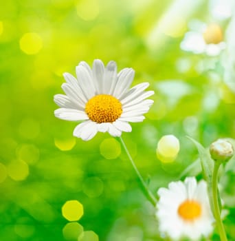 Defocused Meadow with beautiful Dog Daisies and nice green bokeh. Outdoors at a sunshine day