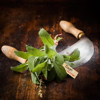 Labeled Sage with a chopping knife on a vintage wooden background