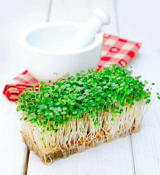 Indian cultivated garden Cress in front of a mortar with pestle on a checkered napkin. Herbs on a wooden background for Food ingredients concepts