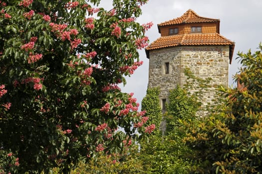 Chestnut blossom at the Haspelmath Tower