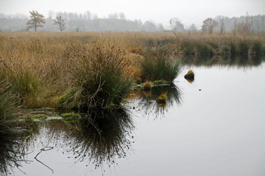 In the Hiller Moor on a gloomy autumn day