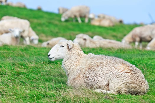 Flock of sheeps on the meadow