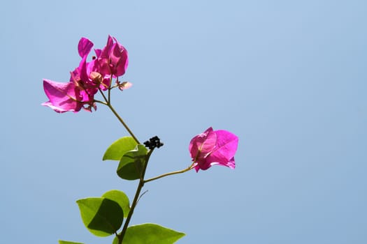 Shoot of bougainvillea with green leaves and pink flowers isolated on blue sky