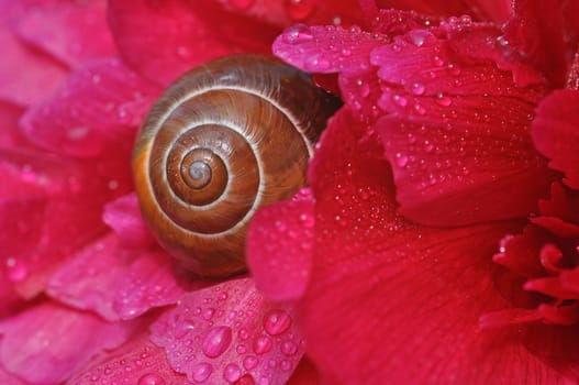 Snail-shell