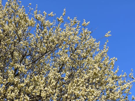 Willow Branch Pollen Spring