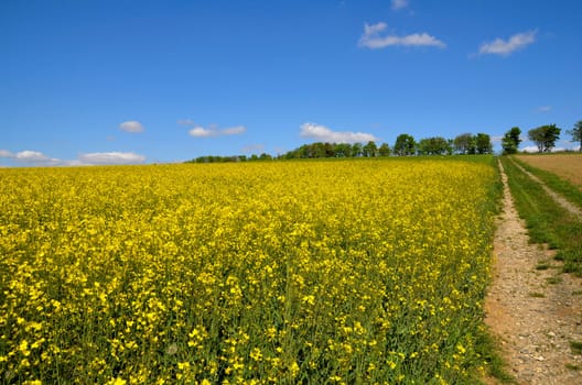 Landscape,Clouds,Meadow,Rapeseed Field