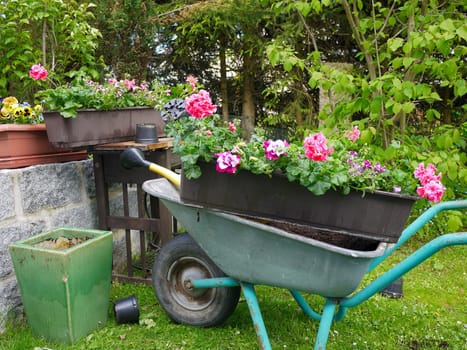 Plants Garden Window Boxes