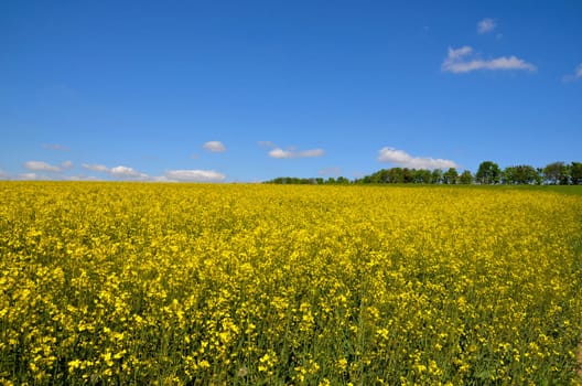 Landscape,Clouds,Meadow,Rapeseed Field