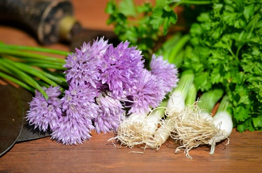 Herb chives garden