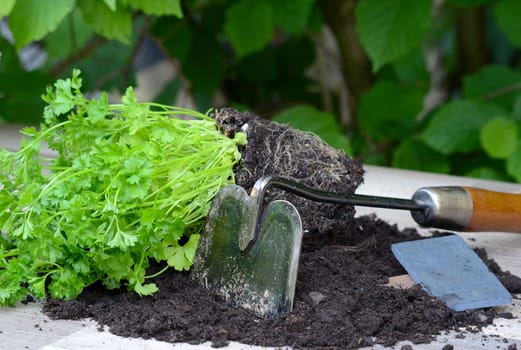 Plants Garden Potting Soil