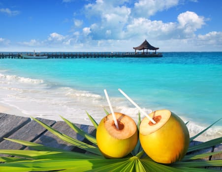 coconuts cocktail on palm tree leaf in Caribbean tropical sea