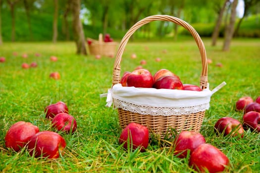 apples in basket on a grass trees field in red color