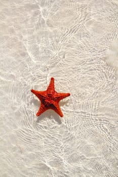 beautiful starfish orange in wavy shallow water