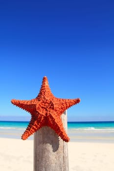 beautiful caribbean starfish on wood pole beach