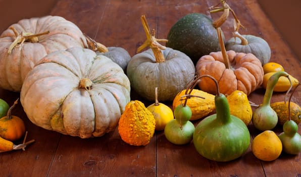 Halloween pumpkin still life on wood table with various species