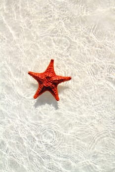 beautiful starfish orange in wavy shallow water