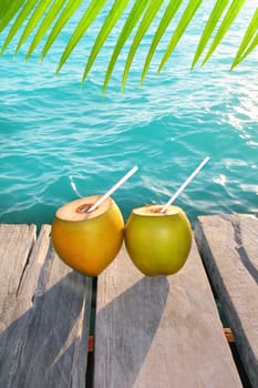 coconuts cocktail palm tree leaf in Caribbean tropical sea