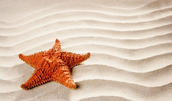 beach white wavy sand with starfish such a summer vacation symbol