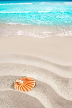 Caribbean pearl on shell in white wavy sand beach of a tropical turquoise sea