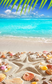 starfish printed in white sand and shells from a tropical blue water beach