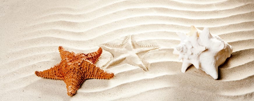caribbean shell and starfish over wavy white sand beach such a summer vacation symbol