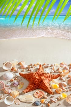 beach sand starfish caribbean tropical sea summer vacation background