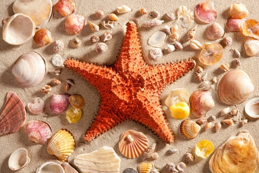 beach with white sand and starfishwith shells still life like summer vacation background