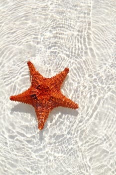 beautiful starfish orange in wavy shallow water