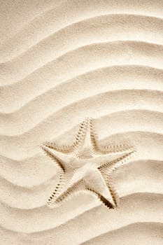 beach starfish printed over white caribbean sand such a summer vacation symbol