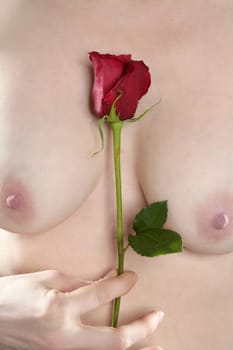 Beautiful woman body holding in hand a red rose