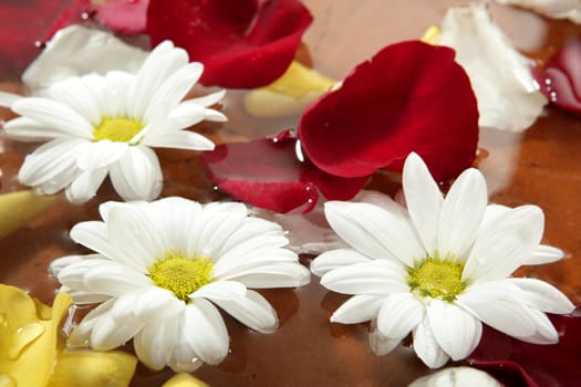 Rose petals and daisy flower on water spa aromatherapy bath