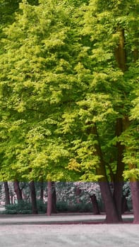 Trees and green lawn with blue sky at the public park. Green city park with trees. High quality photo