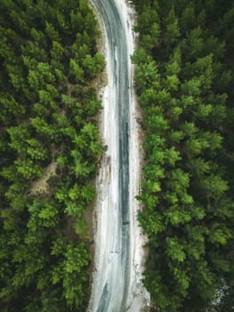 Aerial view of forest road with pine trees on both sides in autumn