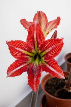 Red and White Hippeastrum flower close-up. Amaryllis flower