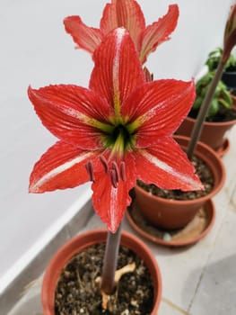 Red and White Hippeastrum flower close-up. Amaryllis flower