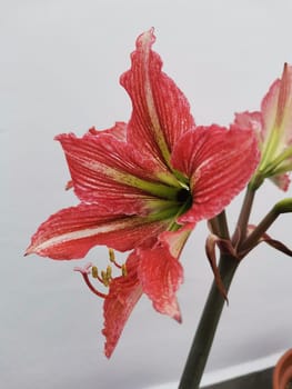 Red and White Hippeastrum flower close-up. Amaryllis flower