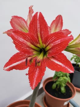 Red and White Hippeastrum flower close-up. Amaryllis flower