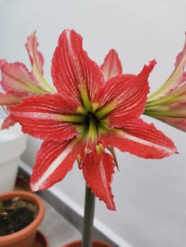 Red and White Hippeastrum flower close-up. Amaryllis flower