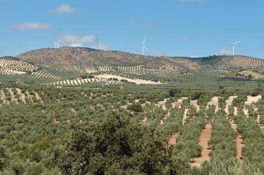 A nature background. Beautiful landscape with mountains, valleys of olive grove over clear blue sky background. Travel and tourism. Agriculture. Spain. Andalusia