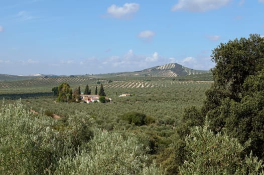 A nature background. Beautiful landscape with mountains, valleys of olive grove over clear blue sky background. Travel and tourism. Agriculture. Spain. Andalusia