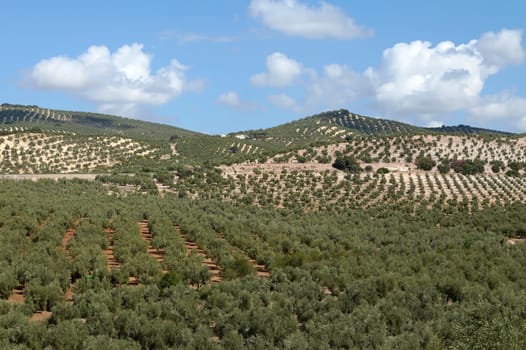 A nature background. Beautiful landscape with mountains, valleys of olive grove over clear blue sky background. Travel and tourism. Agriculture. Spain. Andalusia