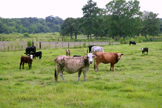 Cow cattle on american green grass meadow