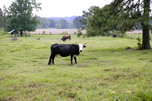 Cow cattle on american green grass meadow